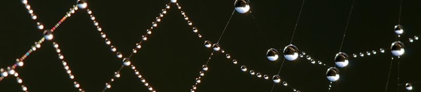 Spider_web_Luc_Viatour_792X175.jpg
