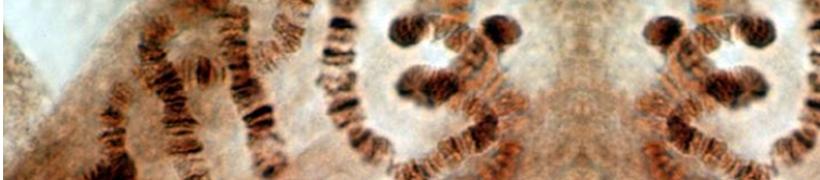 chromosomes_792X175.jpg