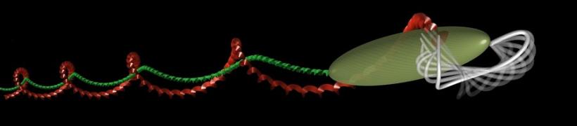 Simulation of Euglena motion