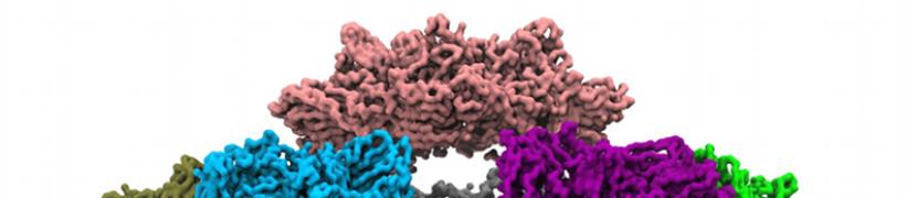 exploded_capsid_792X175.jpg