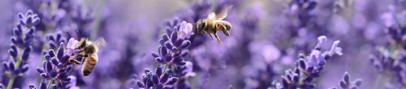 lavender_792X175.jpg